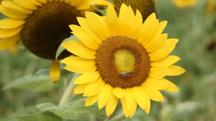 Obraz premium sunflower and bee III