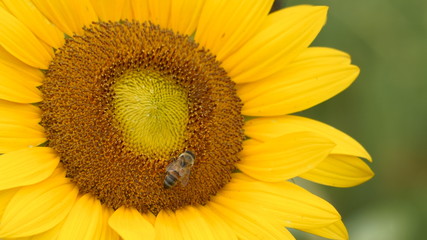 closeup of sunflower and honey bee