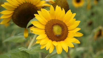 sunflower and bee II