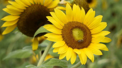 Obraz premium sunflower and bee