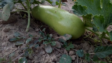 Obraz premium cucumber in hothouse