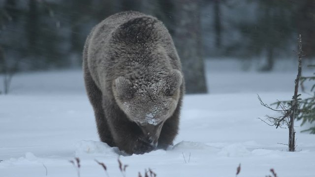 Brown bear in the snow on snow-covered swamp. Blizzard in the winter forest.  Scientific name: Ursus arctos. Natural habitat. Winter season