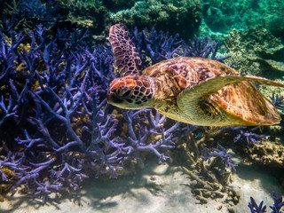 Lovely Green Sea Turtle passing by some coral at The Drift in Turquoise Bay, Ningaloo Marine Park, Western Australia, Australia