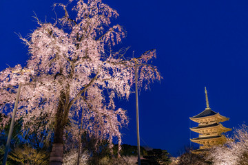 Toji temple (world heritage) and giant cherry blossom light up in Kyoto.