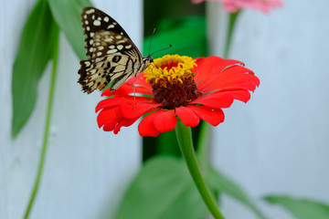 Beautiful butterflies on zinnia flowers in the garden.