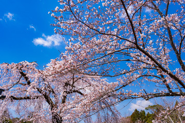 京都　醍醐寺の桜