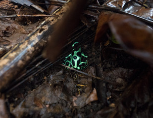 Green dart frog hiding under vegetation