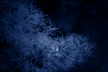 Color of the year 2020: Blue. Beautiful scumpia fluffy branches. Dark background.