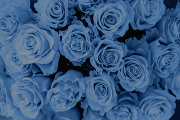 Bouquet of roses in a vase. Blue color background