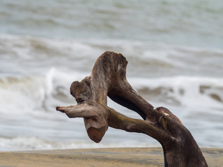 Obraz premium drift wood left at the beach by the sea