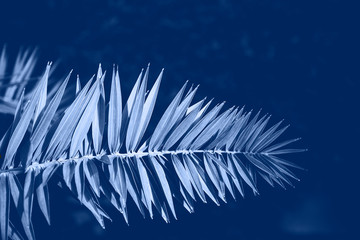 Blue palm branch