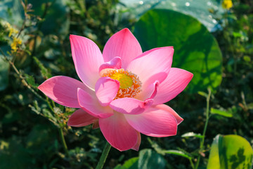 Fototapeta premium The sea of red lotus or Talay Bua Daeng at Nong Han Lake national park, Udon Thani, Thailand.