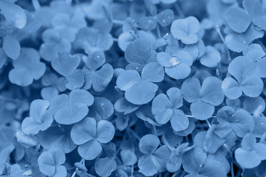 Close up view of leaf texture background toned in blue color.