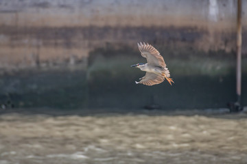 Black-crowned Night-heron (Nycticorax nycticorax) in flight