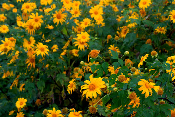 Tung Bua Tong, yellow Mexican sunflower field on mountain hill with mist fog in morning, beautiful famous tourist attractive landscape on November of Doi Mae U Kho, Khun Yuam, Mae Hong Son, Thailand