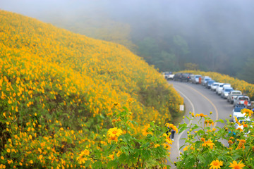 Tung Bua Tong, yellow Mexican sunflower field on mountain hill with mist fog, beautiful famous tourist attractive landscape on November of Doi Mae U Kho, Khun Yuam, Mae Hong Son, Thailand.