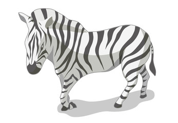Isometric zebra vector illustration with white background.