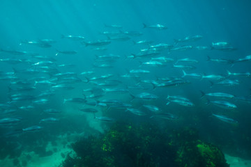 Fototapeta na wymiar School of Australian Salmon (Arripis trutta) in the ocean