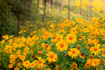 Obraz premium Tung Bua Tong, yellow Mexican sunflower field on mountain hill with mist fog in morning, beautiful famous tourist attractive landscape on November of Doi Mae U Kho, Khun Yuam, Mae Hong Son, Thailand