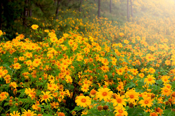 Tung Bua Tong, yellow Mexican sunflower field on mountain hill with mist fog in morning, beautiful famous tourist attractive landscape on November of Doi Mae U Kho, Khun Yuam, Mae Hong Son, Thailand