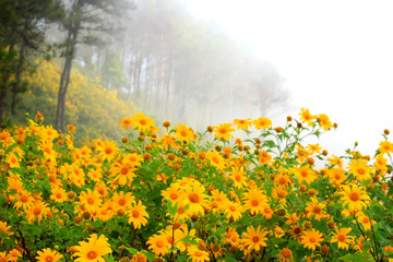 Tung Bua Tong, yellow Mexican sunflower field on mountain hill with mist fog in morning, beautiful famous tourist attractive landscape on November of Doi Mae U Kho, Khun Yuam, Mae Hong Son, Thailand