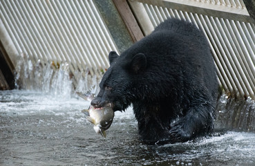 Black Bear