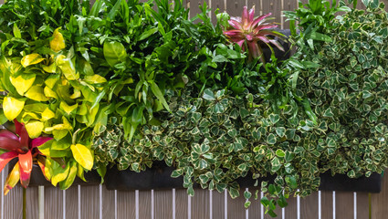 Beautiful natural fresh green leaves for wallpaper background