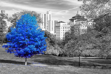 Blue tree in a black and white landscape scene in Central Park, New York City