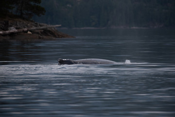Obraz premium Humpback Whale