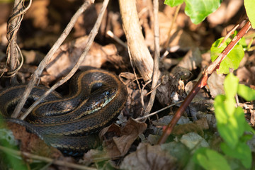 Obraz premium Common Garter Snake