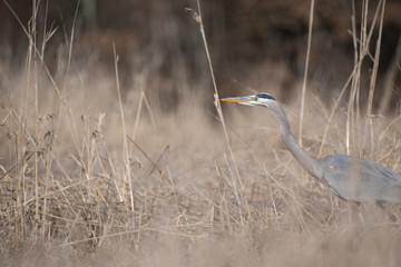 Heron