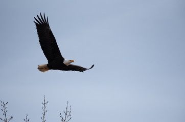 Bald Eagle