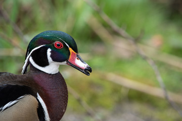 Wood Duck
