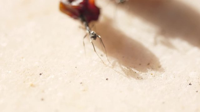 ants carrying dried grapes macro 4k