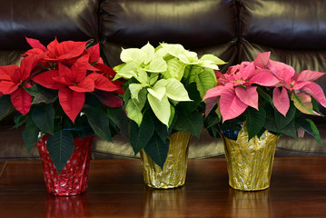 Three Christmas poinsettia in red,white and pink