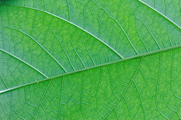 Fototapeta na wymiar Abstract Green leaf texture background ,leaves of Quisqualis indica Tree