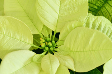 Close up of whiter Christmas poinsettia