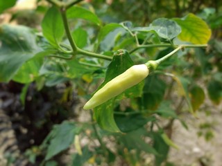 Yellow colour chilli or chilli pepper growing on the plant.