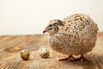Live quail and eggs on a wooden background - 307550573