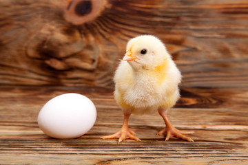 lively little chickens and egg, on wooden background - 307550791