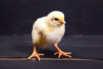 lively little chickens and eggs, on black background