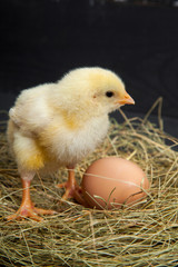 lively little chickens and eggs, hay on a black wooden background - 307550971