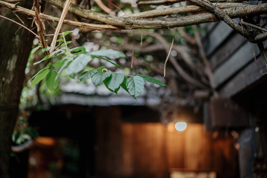 Green leaf vine and wooden house