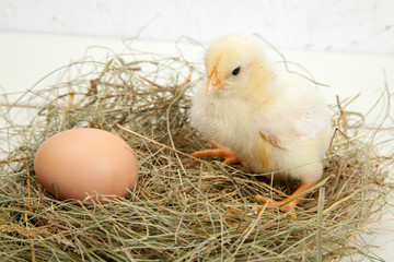 little yellow fluffy chickens and eggs, on a white background - 307551133