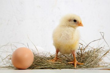 little yellow fluffy chickens and eggs, on a white background - 307551154