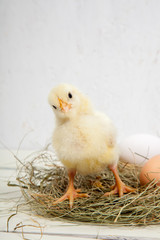 little yellow fluffy chickens and eggs, on a white background - 307551194