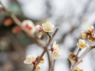 白い梅の花