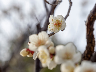 白い梅の花