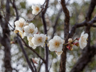 白い梅の花