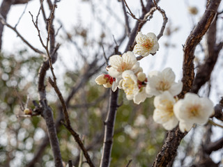 白い梅の花